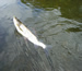 Grayling on Yellow May Dun